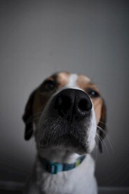 狗
