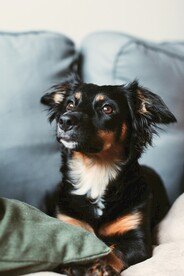 狗
