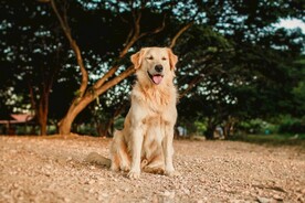 狗