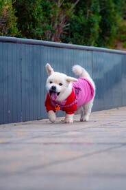 狗