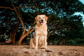 狗
