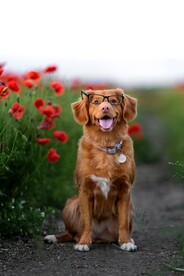 狗