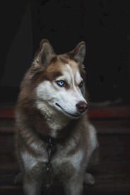 狼狗