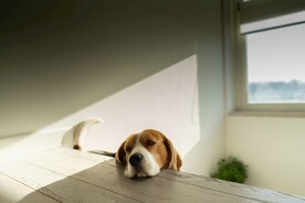 狗