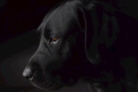 狗