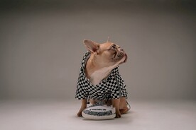 狗