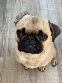 狗