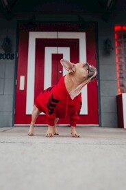狗