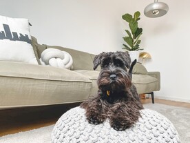 狗