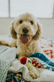 狗