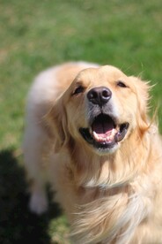 狗