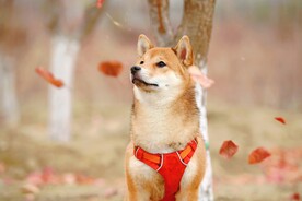 狗