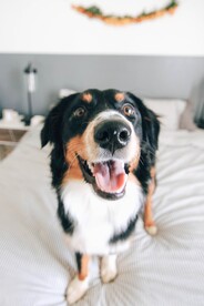 狗