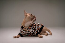 狗