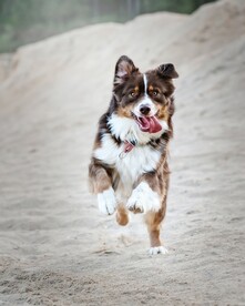 狗