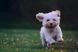 狗