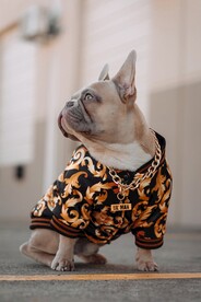 狗