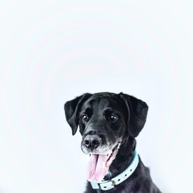 狗