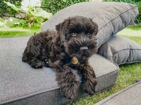 狗
