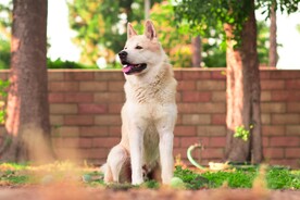 狗