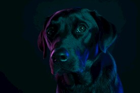 狗