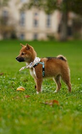狗