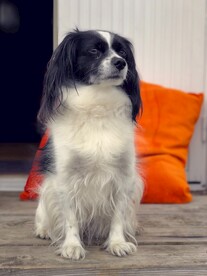狗