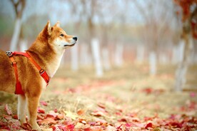 狗