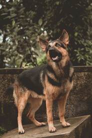 狗