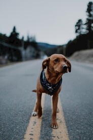 狗