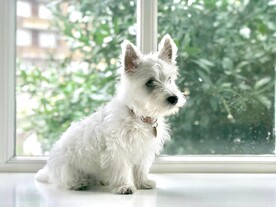 狗