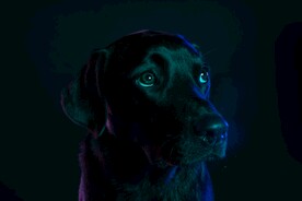 狗