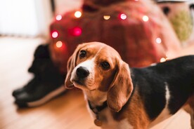 狗