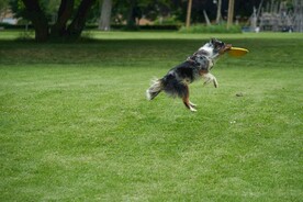 狗