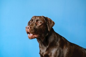 狗