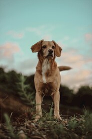 狗