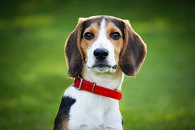 狗