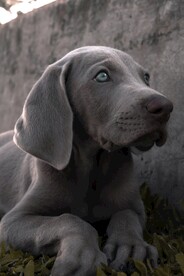狗
