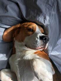 狗
