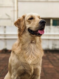 狗