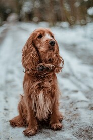 狗