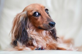 狗