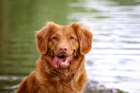 狗