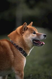 狗