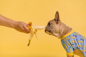 狗