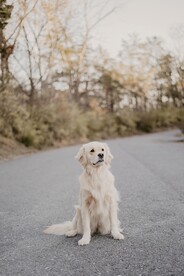 狗