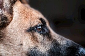 狗