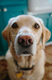 狗