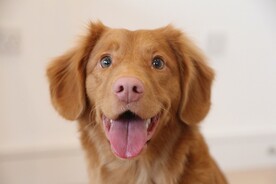 狗