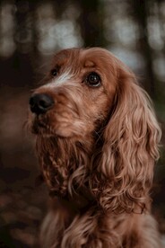 金毛犬